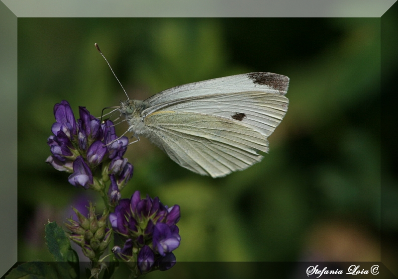 Pieris rapae?